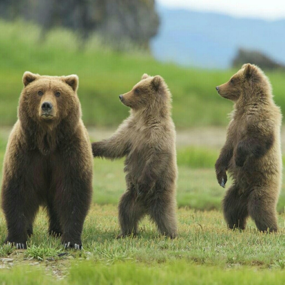 This closet offers stylish & cozy wear for 3 bears